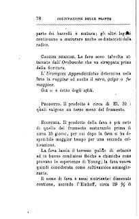Fava (Vicia faba L., 1753) - Canevari A., Coltivazione delle Piante Alimentari, Italia Agricola Editrice 1884 Fava (Vicia faba L., 1753) - Canevari A., Coltivazione delle Piante Alimentari, Italia Agricola Editrice 1884
