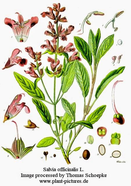 Salvia, olio essenziale Salvia, olio essenziale
