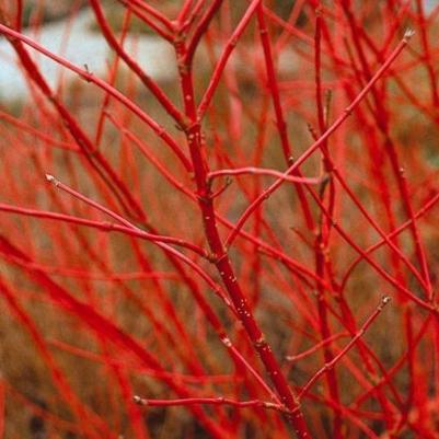 Cornus alba elegantissimo