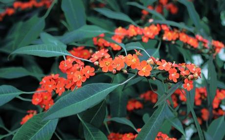 Stagionalità dei fiori: fine autunno­ inizio inverno