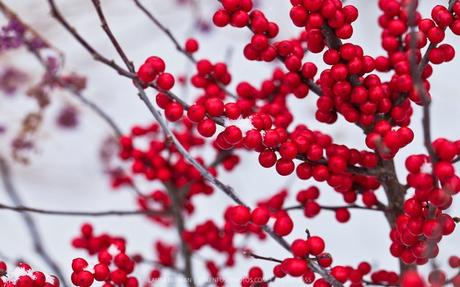 Stagionalità dei fiori: fine autunno­ inizio inverno