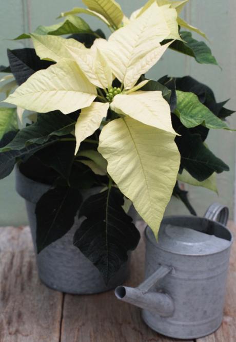 Poinsettia white