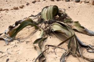 Da Swakopmund a Sossusvlei attraversando il Naukluft Park