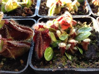 Cephalotus follicularis...alcuni scatti