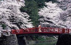 fioritura_ciliegi Fioritura dei ciliegi