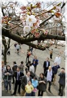 Sogno Giappolibico di una notte di inizio primavera