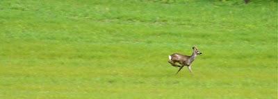 la corsa del capriolo la corsa del capriolo