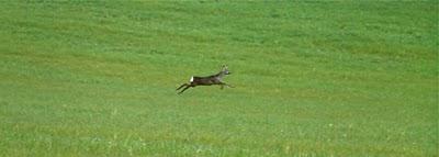 la corsa del capriolo la corsa del capriolo