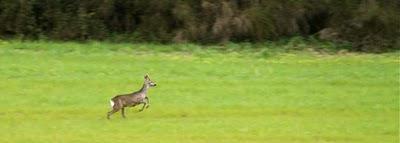 la corsa del capriolo la corsa del capriolo