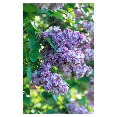 La collezione di lillà: Syringa vulgaris “Charles Joly” La collezione di lillà: Syringa vulgaris “Charles Joly”