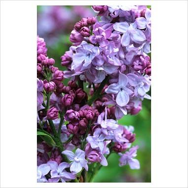La collezione di lillà: Syringa vulgaris “Charles Joly” La collezione di lillà: Syringa vulgaris “Charles Joly”