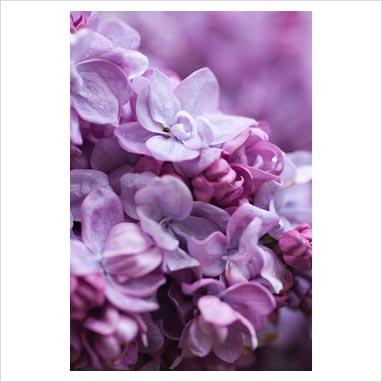 La collezione di lillà: Syringa vulgaris “Charles Joly” La collezione di lillà: Syringa vulgaris “Charles Joly”