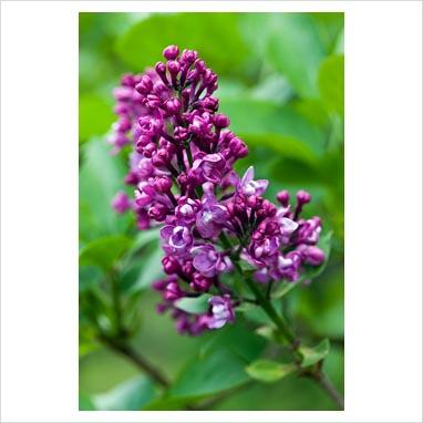La collezione di lillà: Syringa vulgaris “Charles Joly” La collezione di lillà: Syringa vulgaris “Charles Joly”