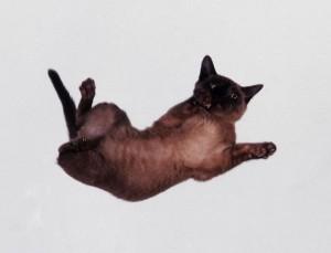 1991 --- As soon as a cat begins to free fall the vestibular apparatus in the air responsible for balance send messages to rotate the head and begin to re-orientate the body. --- Image by © Jane Burton/Dorling Kindersley Ltd./Corbis