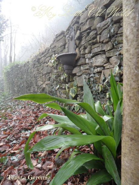 Secret tales from a misty garden.