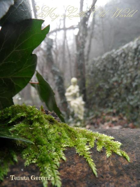 Secret tales from a misty garden.