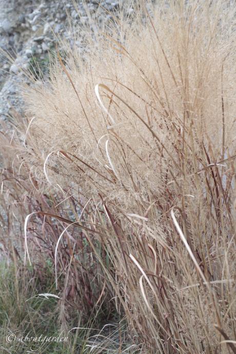 Panicum virgatum