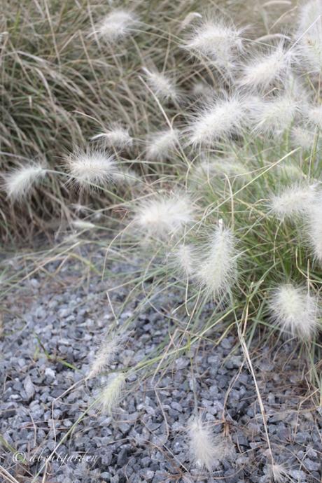 Pennisetum alopecuroides