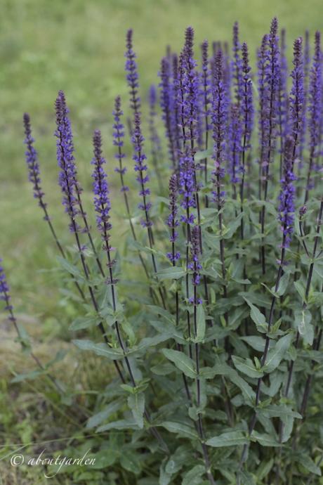 salvia nemorosa