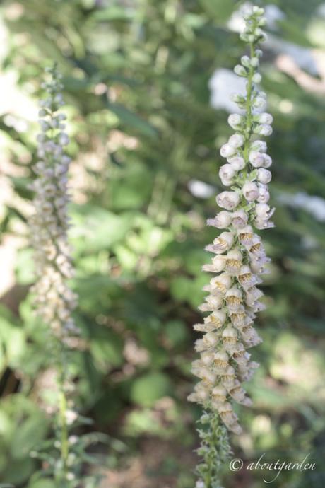 Digitalis ferruginea