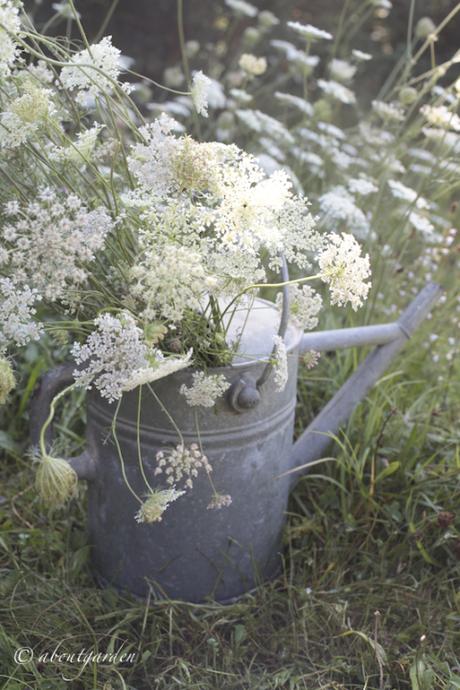 Daucus carota