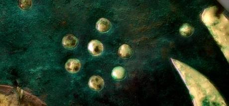 Civiltà aliene vivono negli Ammassi Stellari: Una ricerca di Harvard dà ragione ad Asimov,gli Ufologi e……le civiltà Preistoriche!! Particolare del Disco di Nebra