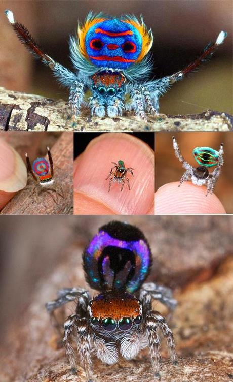 Ragnetto Pavone (Peacock Spider)