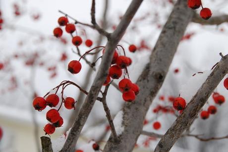 Rosso delle bacche e bianco della neve (su Houzz)