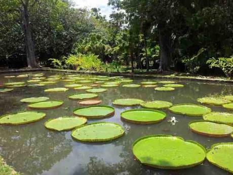 Un’altra Mauritius: i Giardini di Pamplemousses