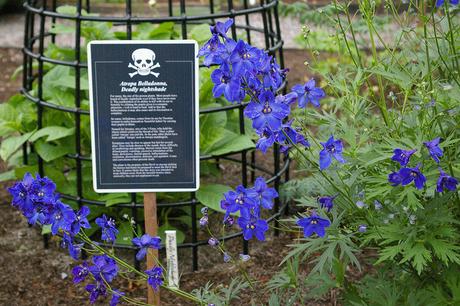 Poison_Garden_2