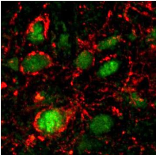 I batteri intestinali informano il cervello su sazietà e fame