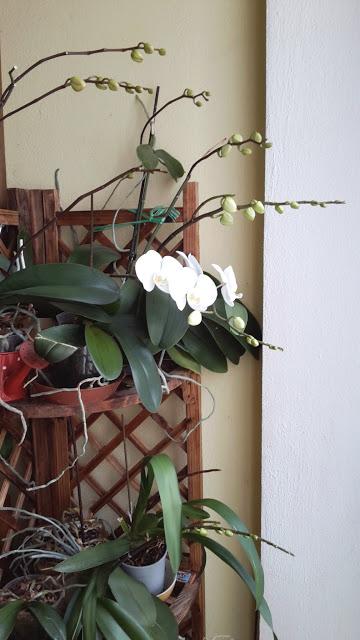 NEW YORK CHEESE CAKE...CON UN TOCCO ITALIANO E..... LE RAGAZZE DI MAMMAZAN NEW YORK CHEESE CAKE...CON UN TOCCO ITALIANO E..... LE RAGAZZE DI MAMMAZAN