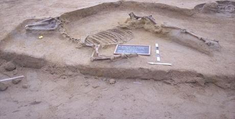Necropoli di Faliro, trovato lo scheletro di un cavallo