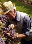 Le delizie delle Colline Saluzzesi, tra vino e frutta