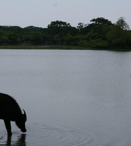 Yala National Park tra Elefanti, Leopardi e Pavoni. Viaggio in Sri Lanka