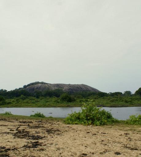 Yala National Park tra Elefanti, Leopardi e Pavoni. Viaggio in Sri Lanka