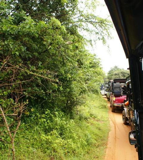 Yala National Park tra Elefanti, Leopardi e Pavoni. Viaggio in Sri Lanka