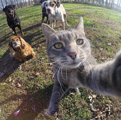 viral-selfie-cat