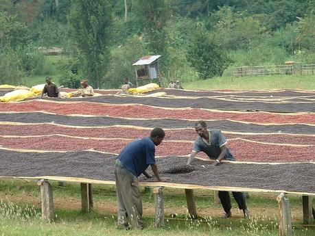 Cooperativa Cooperativa