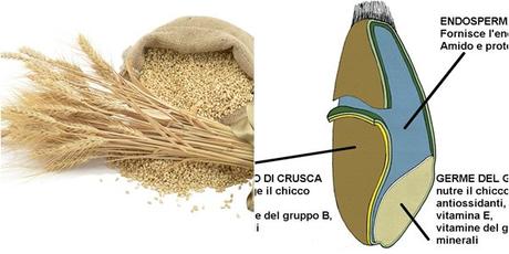 L' importanza, non del tutto compresa, degli alimenti completi