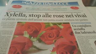 l'emergenza Xylella, stop alle rose nei vivai settore sempre più colpito La pianta simbolo dell'amore non potrà essere venduta nei garden della provincia