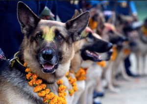 In Nepal la festa che celebra la fedeltà e l’amicizia canina.