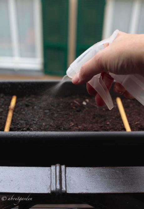 cosa seminare in vaso a gennaio vaporizzare