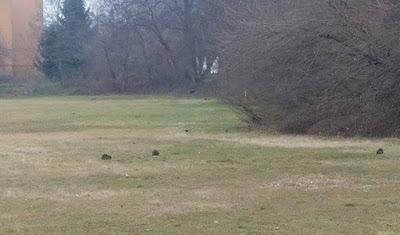 PAVIA. Nel pavese 1 nutria ogni 5 persone: situazione lombarda ormai al limite. Sollecitazioni di Coldiretti.