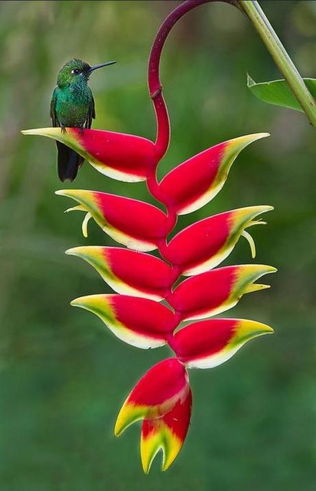 Fiori tropicali per gli allestimenti di matrimonio