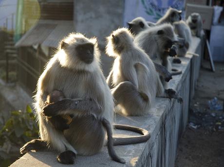 Rajastan 11- Mount Abu