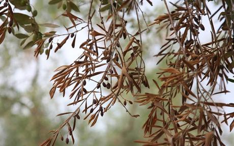 XYLELLA