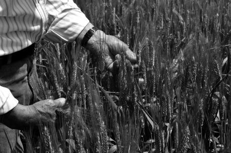 BIO.IT propone le cene a tema: ‘GRANO E BIRRA’ in scena il 26 febbraio Molino De Vita