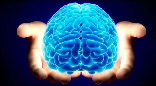 Come sono legati cervello e 5 sensi ?