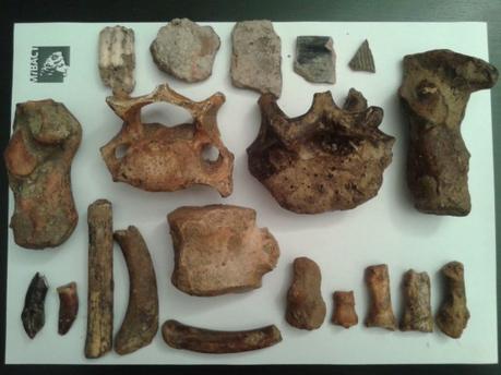 Recuperati resti di orso delle caverne e reperti ceramici provenienti da scavi clandestini